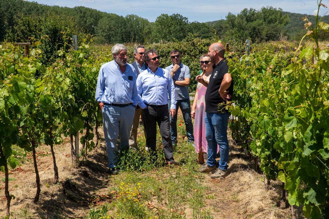 Palencia respalda la creación de una IGP del vino en el sur de Cantabria – Novedades y apoyo del Ejecutivo
